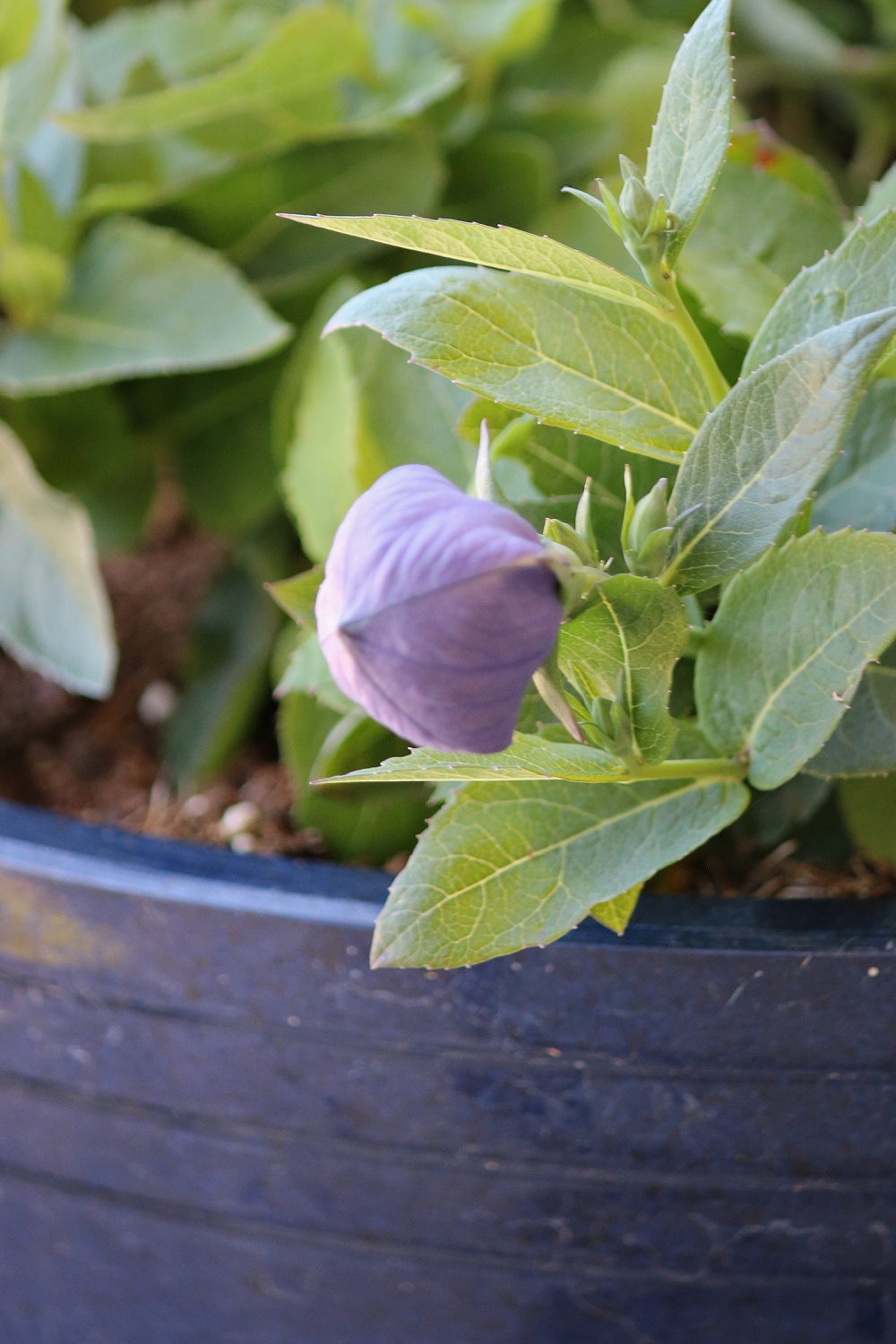 Balloon flower before it opens.