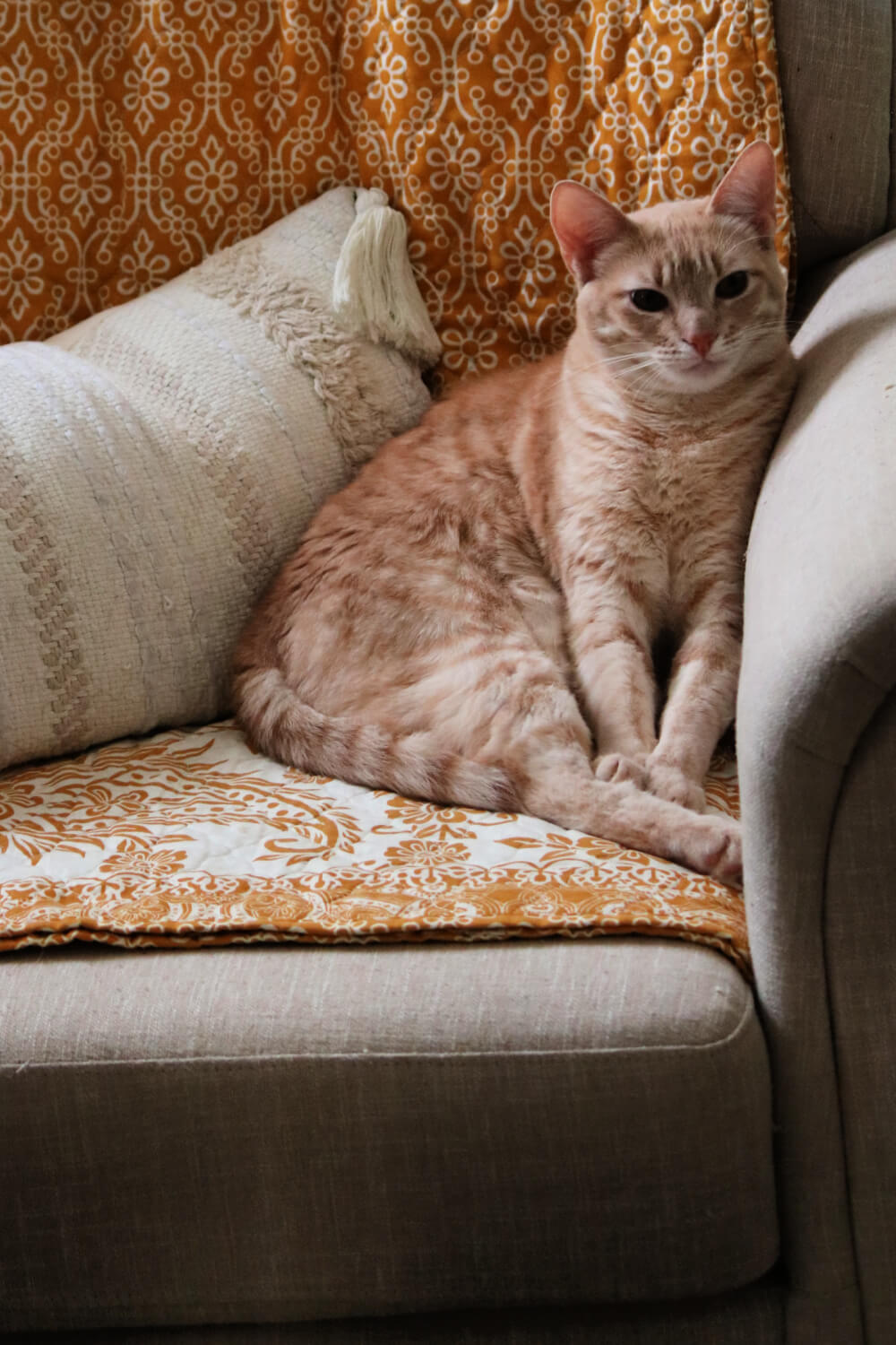 In the missing cats and the pet psychic, Ivy and Simon came out after everyone left, but not Daisy. 