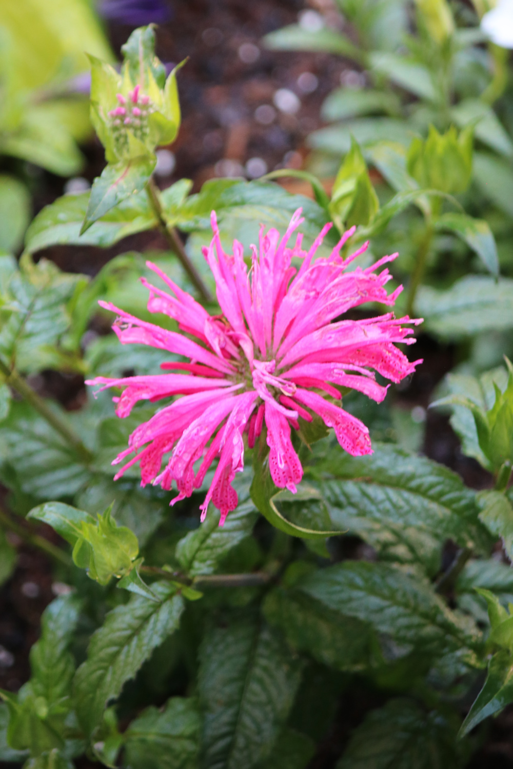 In container garden progress & kitty photos, this is the pink monarda bee balm and hosta.