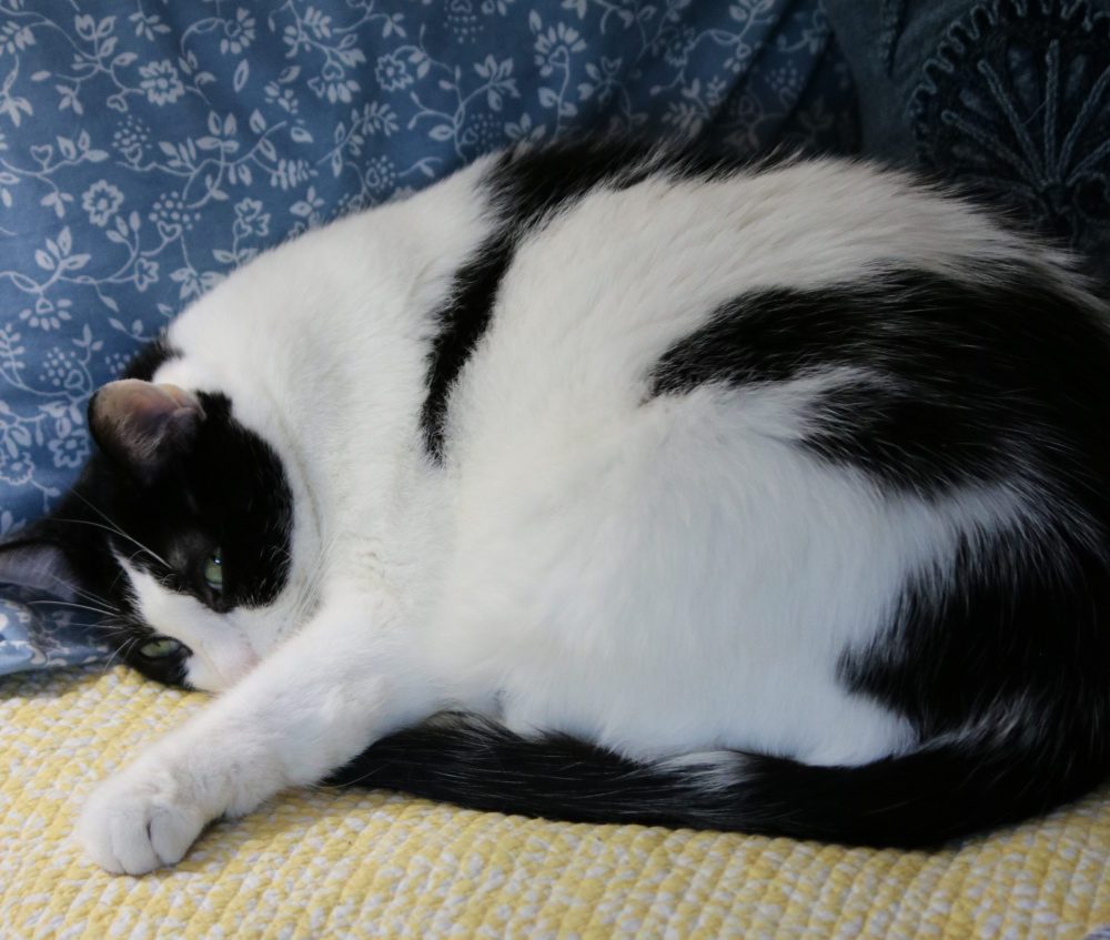 In container garden progress & kitty photos, this is Ivy half asleep on the guest room bed.