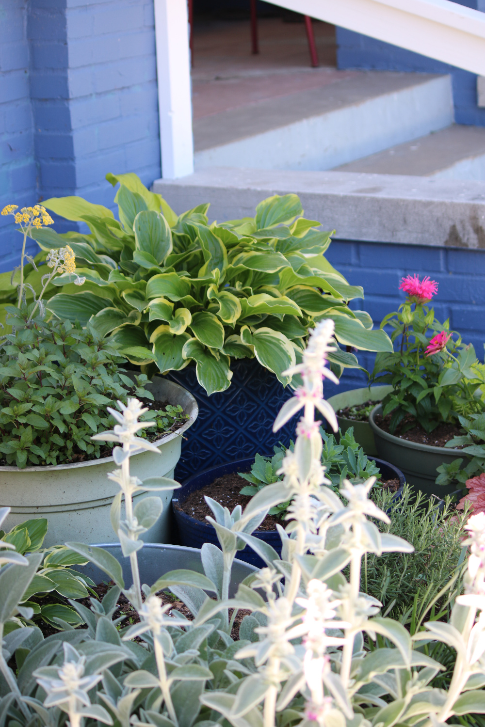 In container garden progress & kitty photos, this is Monarda bee balm, Lamb's ear, hosta, peppermint, sedum, rosemary, and yarrow.