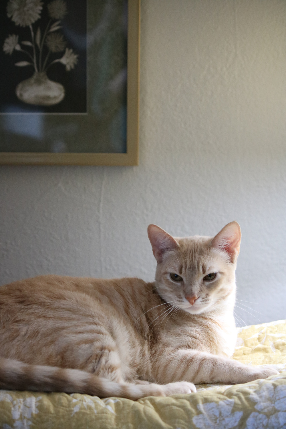 Daisy on quilts folded on the table next to the bed in the guest room.