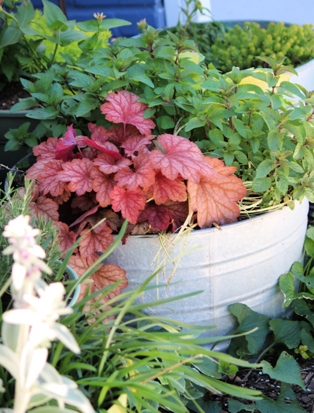 Coral bells and peppermint, with hosta behind them.