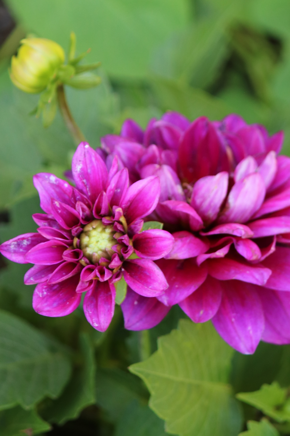 Pin dahlias.