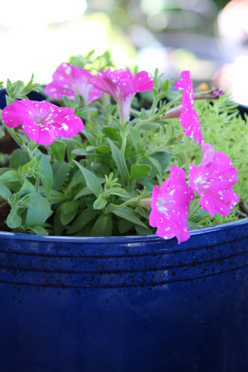 In container garden progress & kitty photos, these are my spotted pink and white petunias.