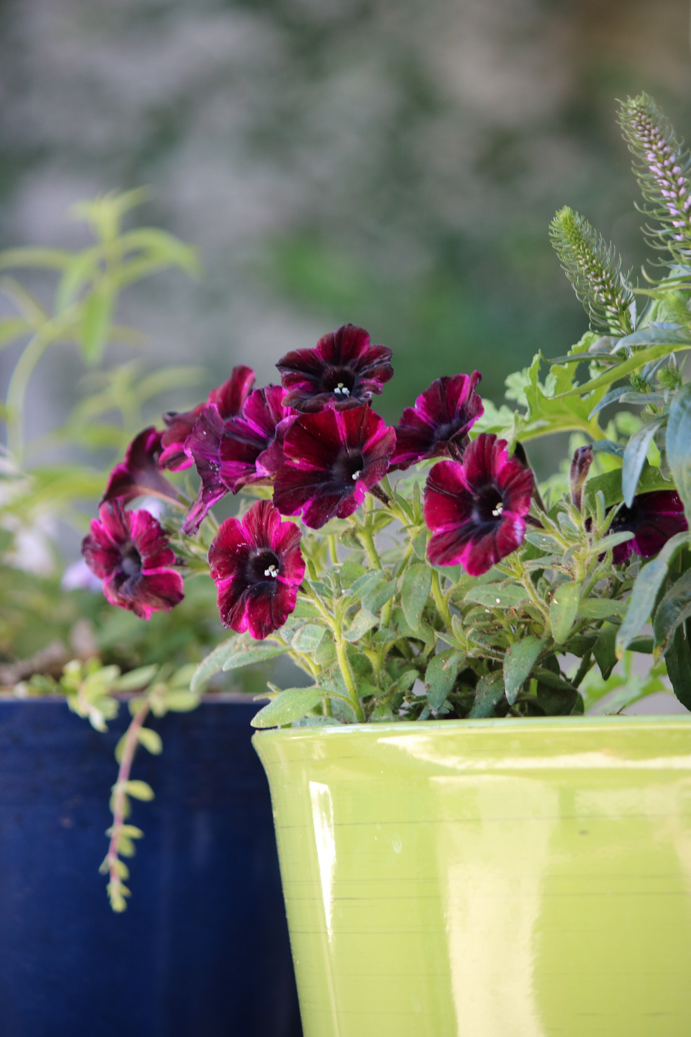 In Mother's Day, Cats & the Container Garden, these are deep red petunias.