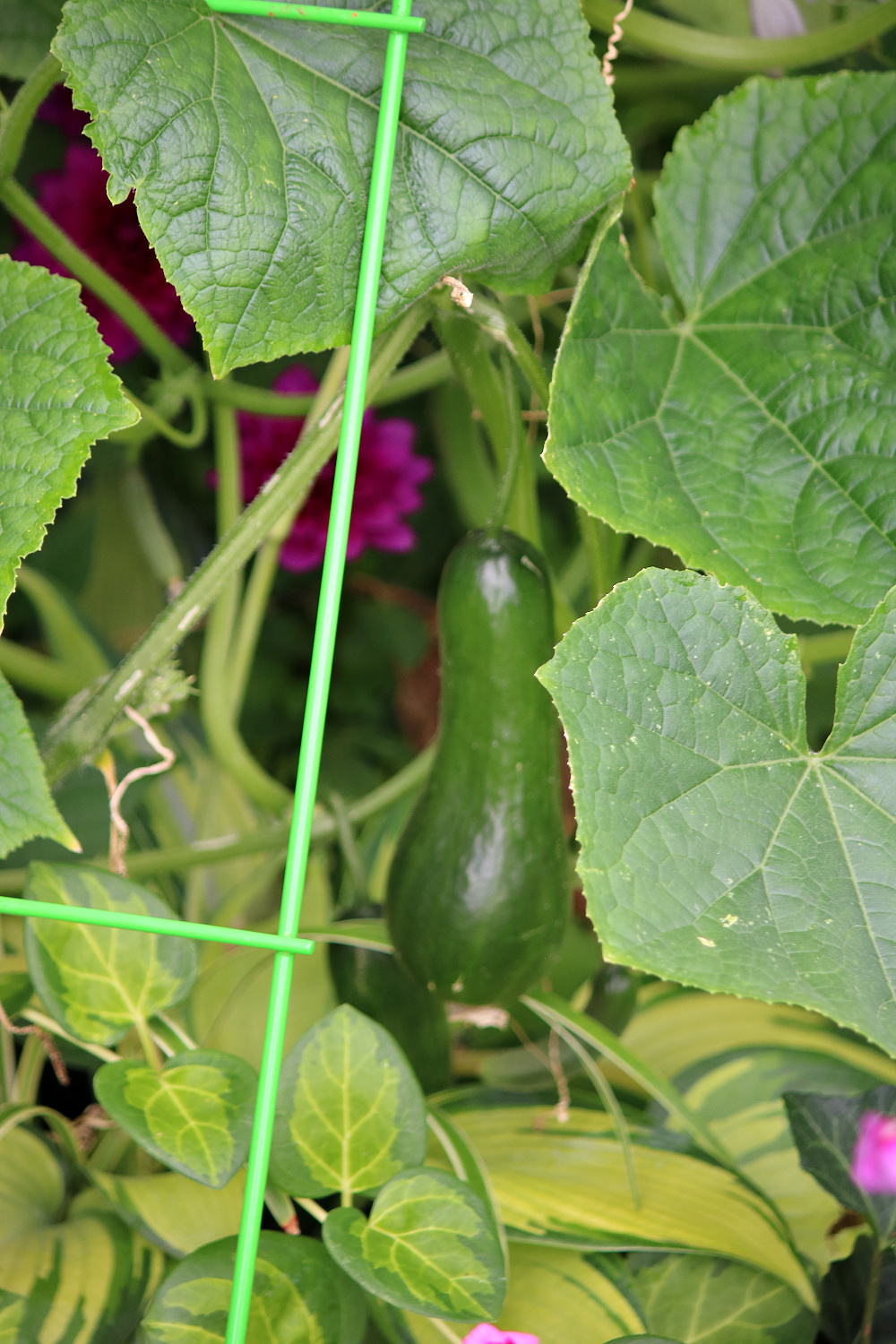 There's Such a Thing as Too Much Rain, but here's my biggest cucumber to date.