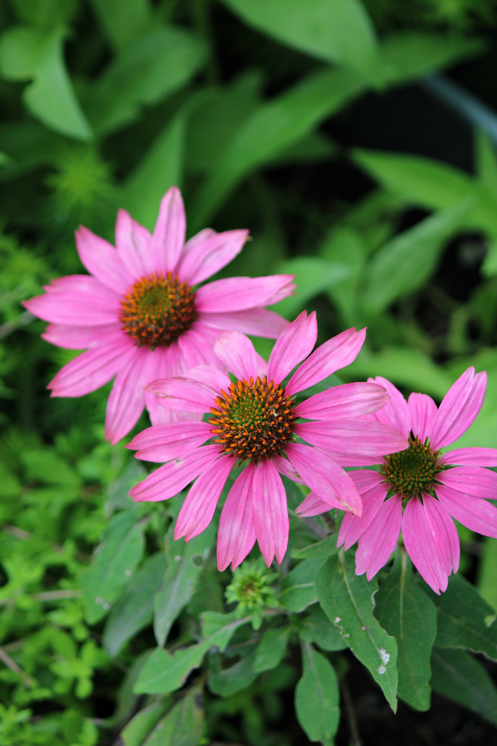 Pink coneflowers in my garden.