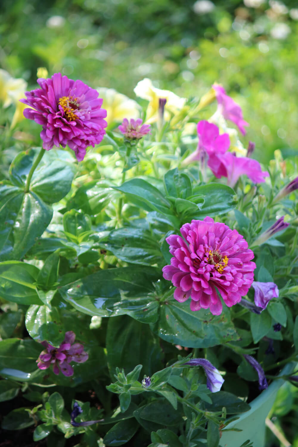 In a trapped raccoon + photos from my garden, these are zinnias and petunias.