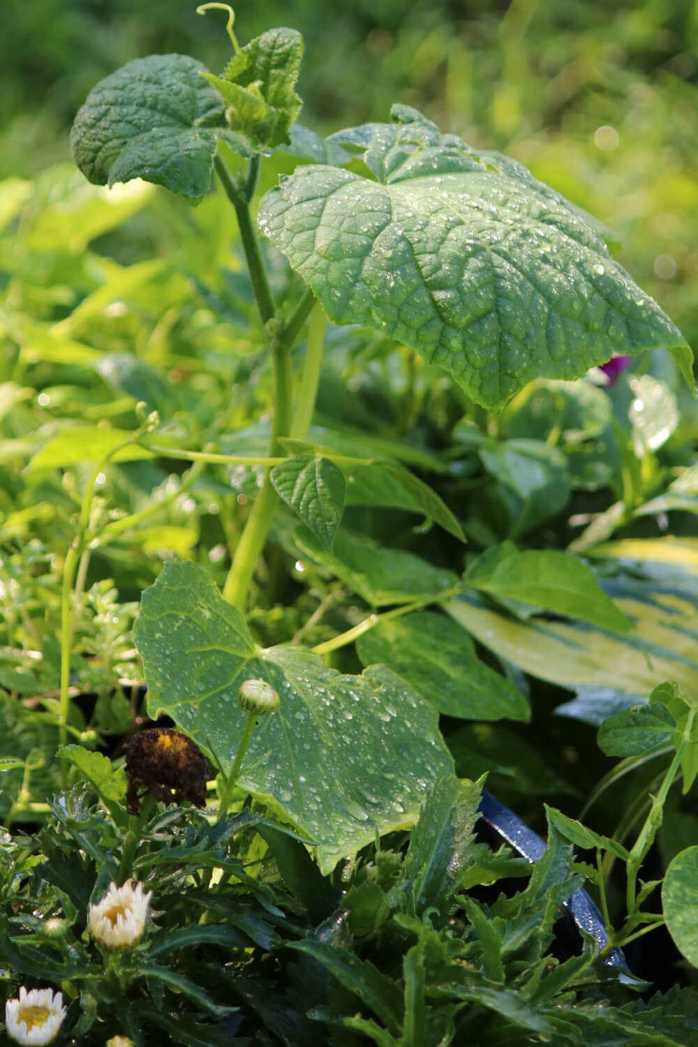 In a trapped raccoon + photos from my container garden, I believe this is a cucumber plant.