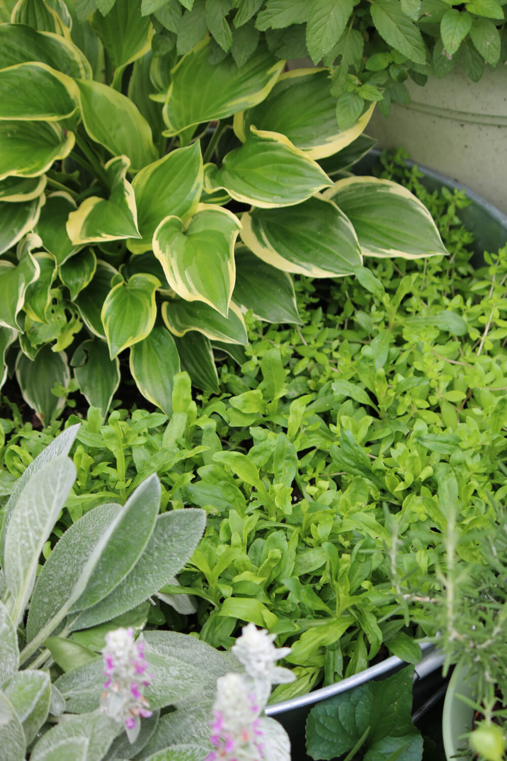 Hosta, Lamb's Ear, and other plants in my front garden.