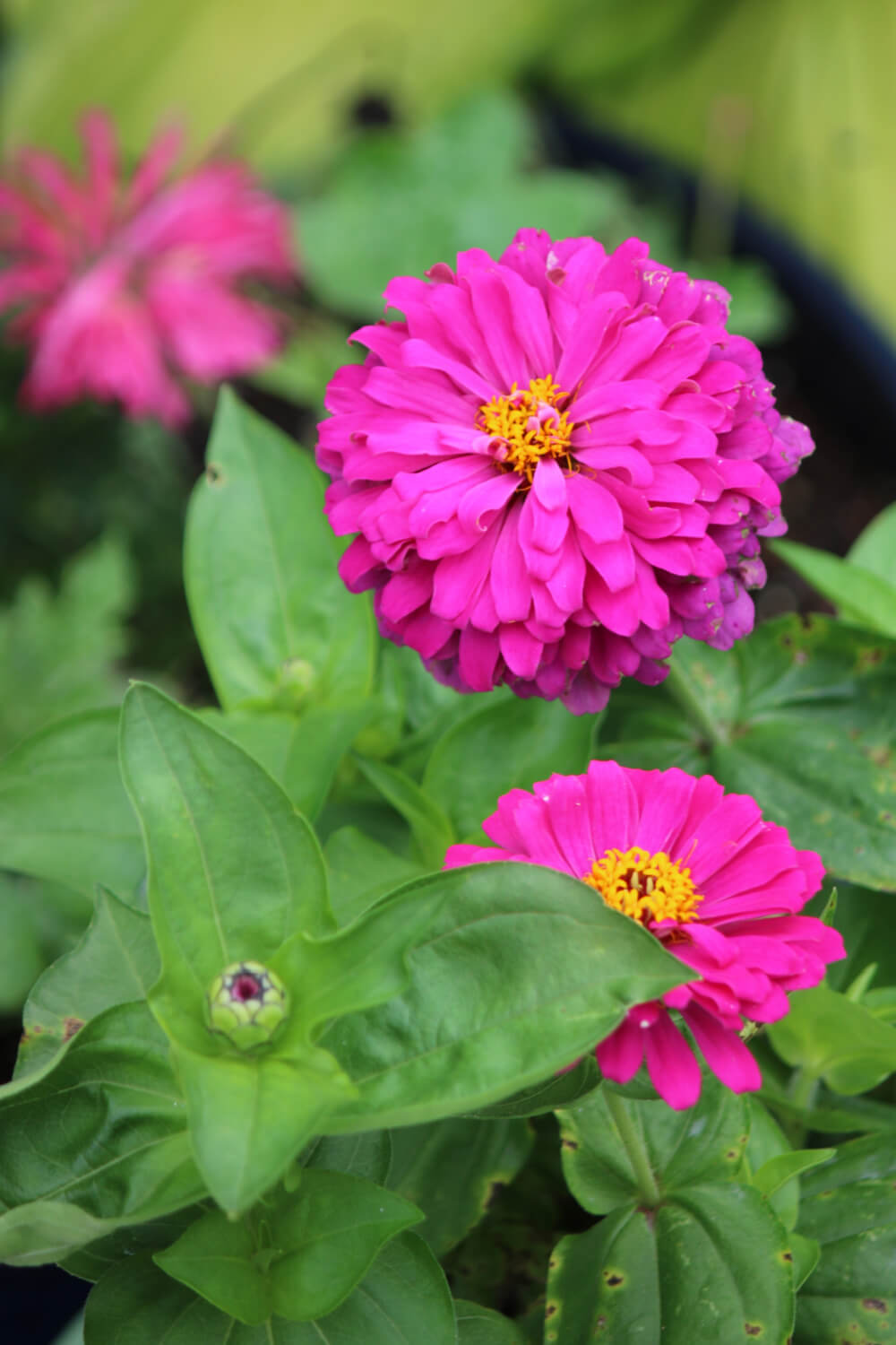 Pink zinnias in containers in a flower bed.
