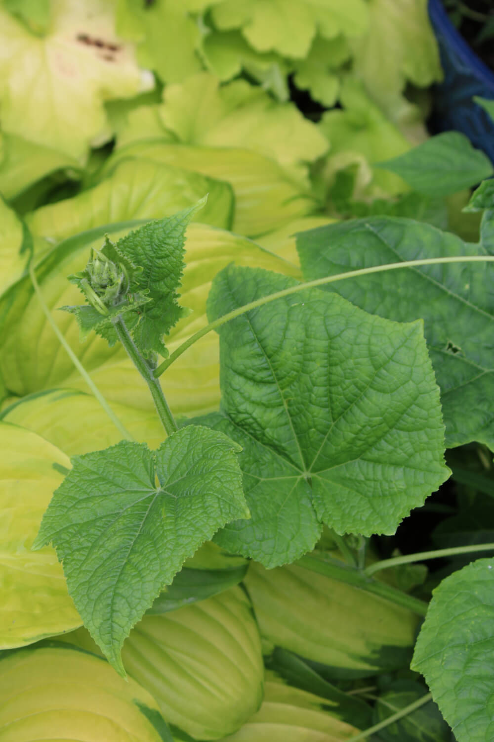 Cucumber plant growing amid other plants in a pot.