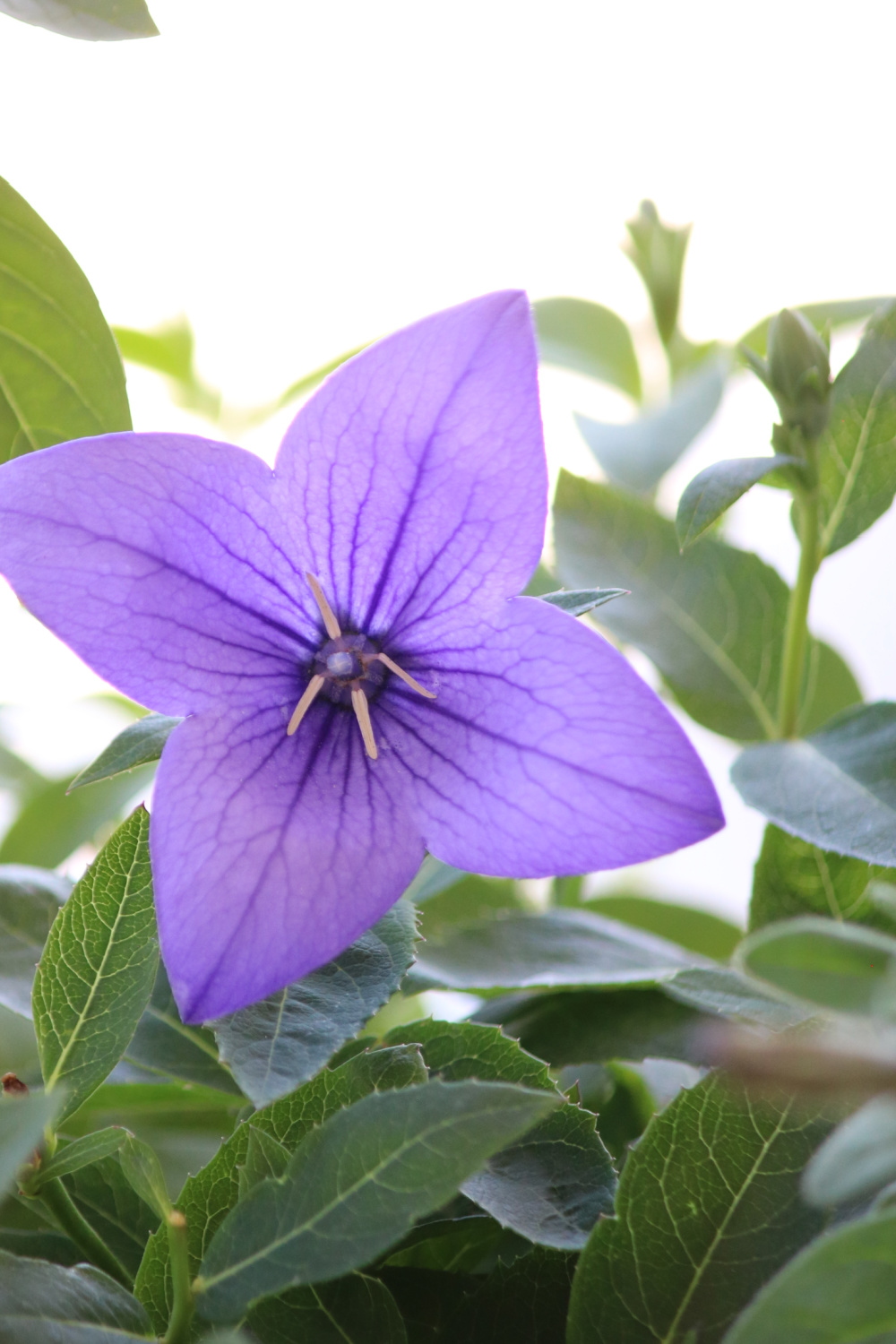In a trapped raccoon + photos from my garden, this is a purple balloon flower.