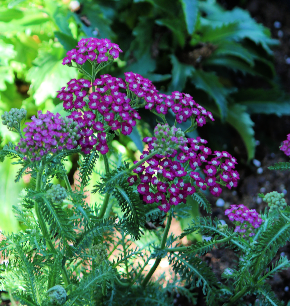Yarrow plant.