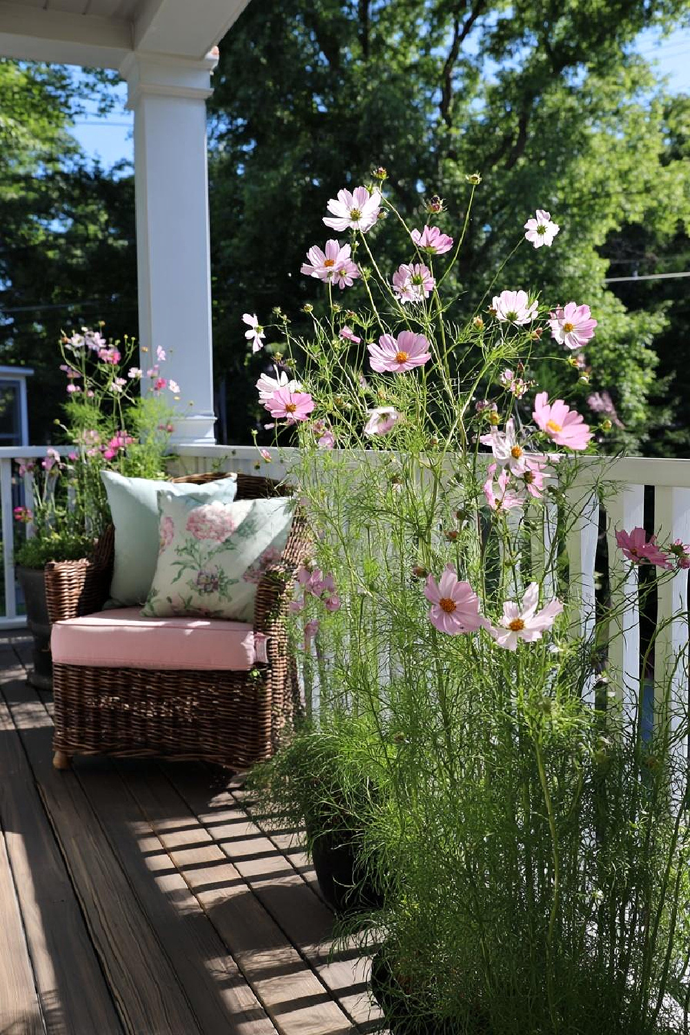 Pin cosmos on the porch with a wicker chair and pink cushions.