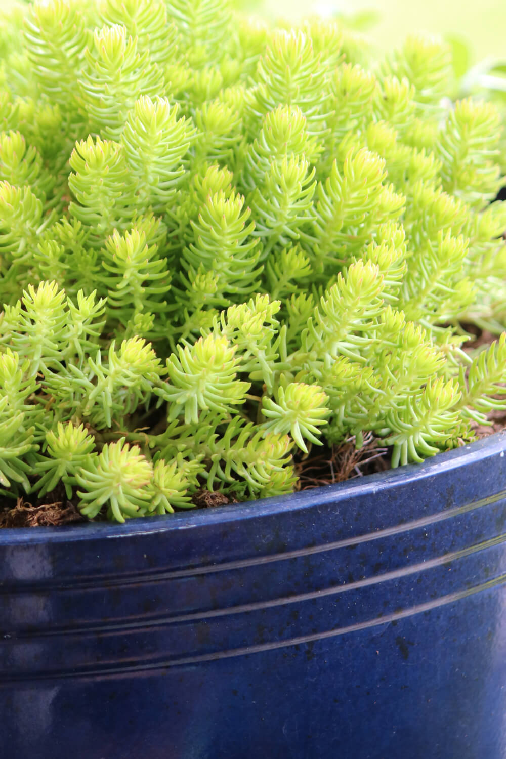 In room Projects + Beating the Heat, this sedum is in a royal blue pot in my container garden.