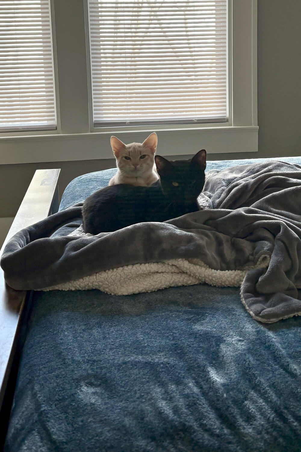 Daisy and Simon on my bed.