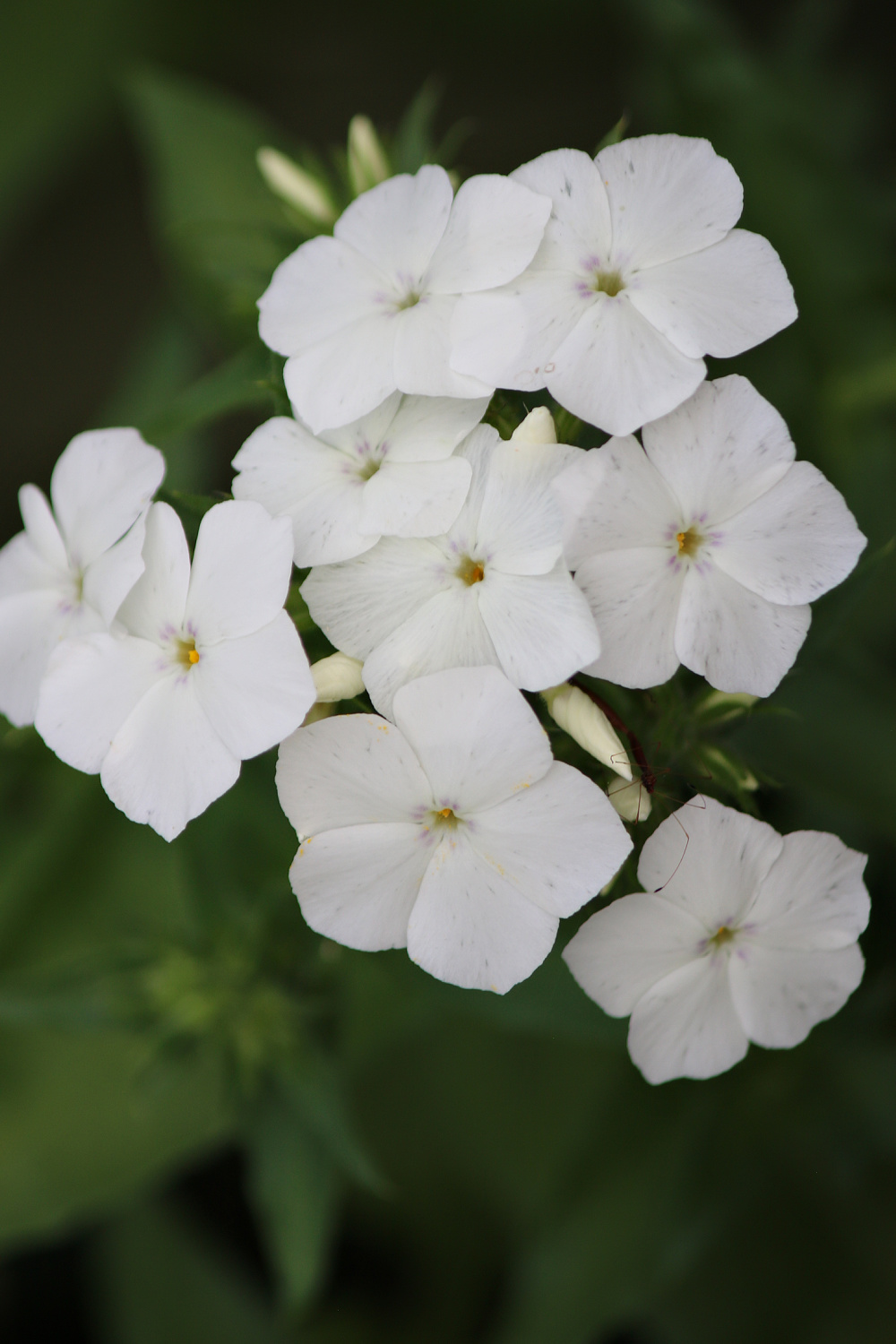 White flowers in my container garden.