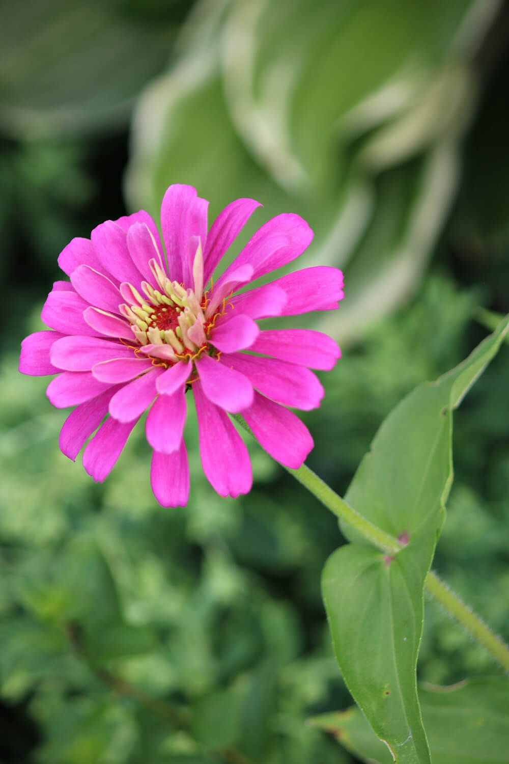 Pink zinnia in my container garden.