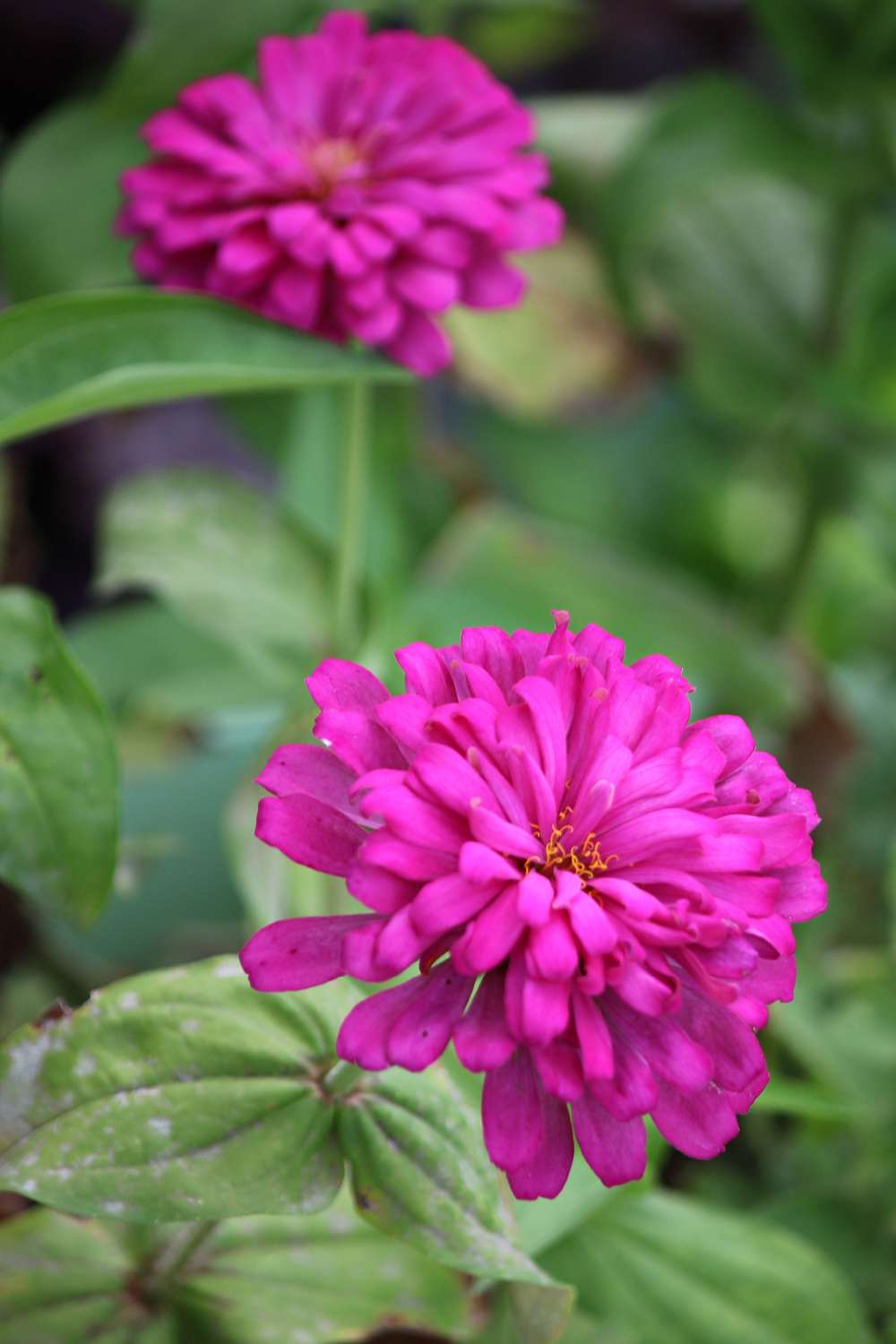 Pink zinnia.