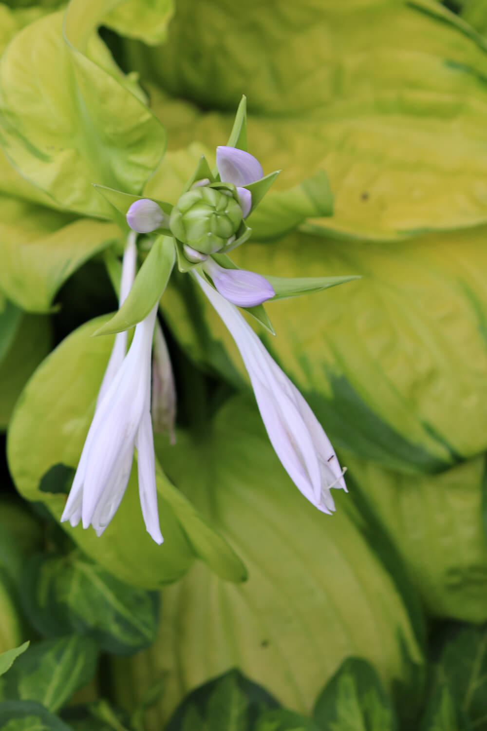 Hosta bloom.