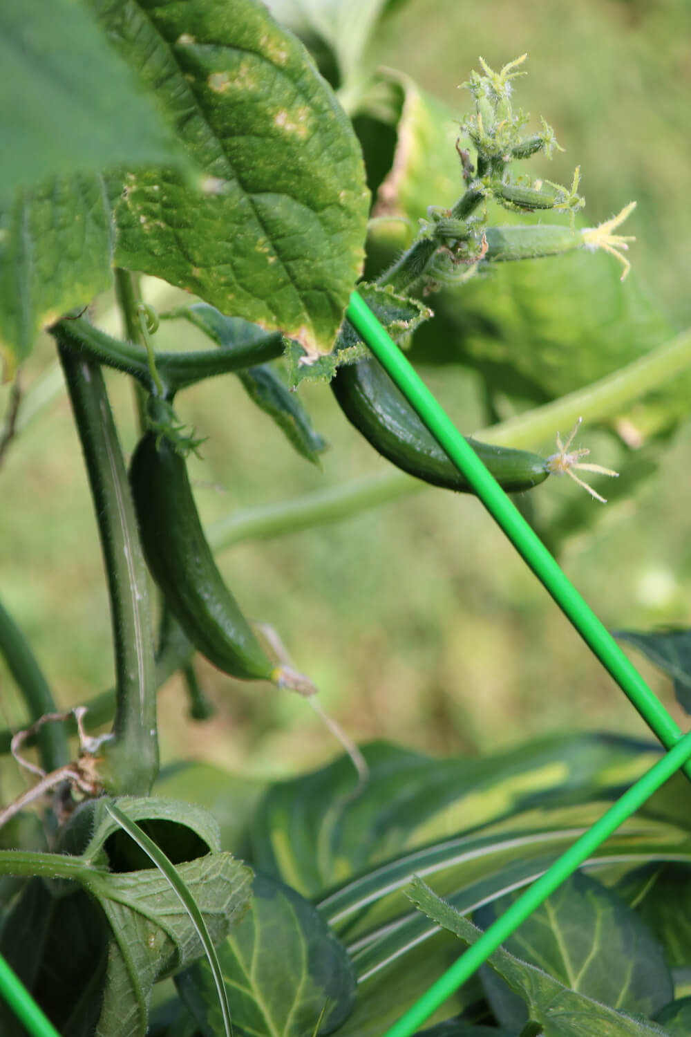 Cucumbers and green beans in my garden.