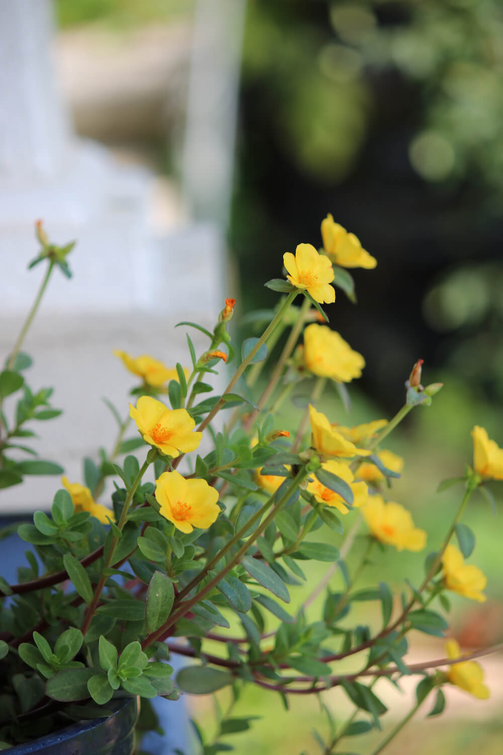 Yellow purslane.