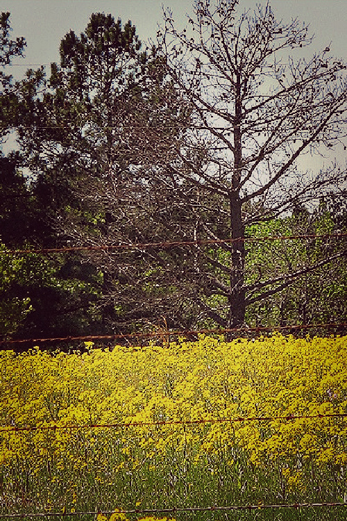 Summing up life in the 1960s, every spring there were wildflowers growing along country roads.