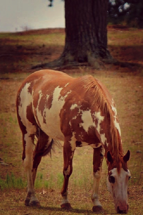 Summing up life in the 1960s, I once briefly rode a horse similar to this brown and white spotted one.