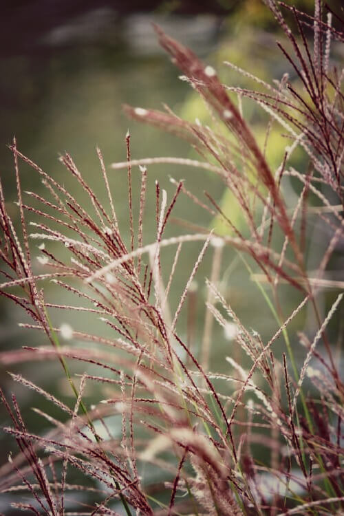 Wild grass beside a pond.