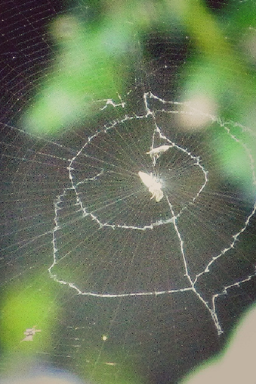 A finely crafted spiderweb.