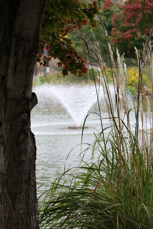 A tree sitting by a pond of water and ornamental grass.