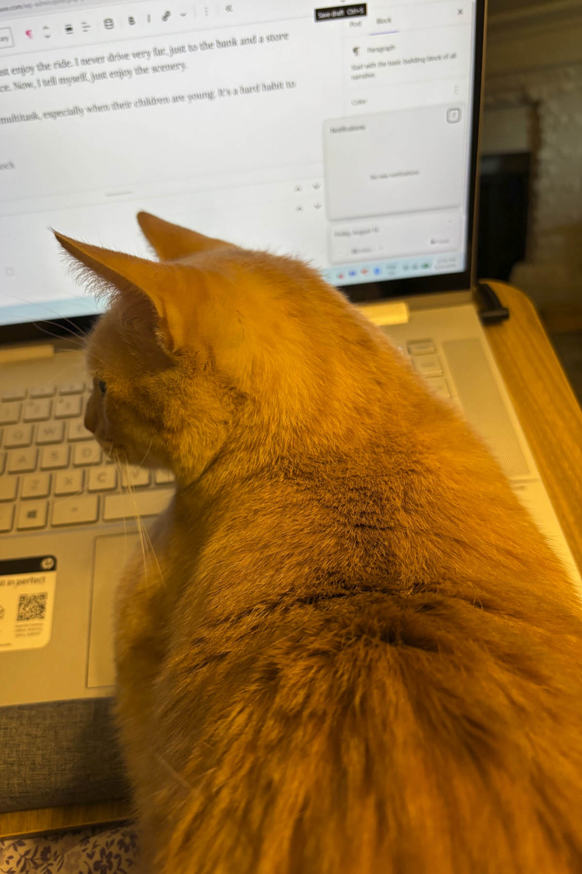 I'm recovering this first week of September, with Daisy lying on my laptop keyboard.
