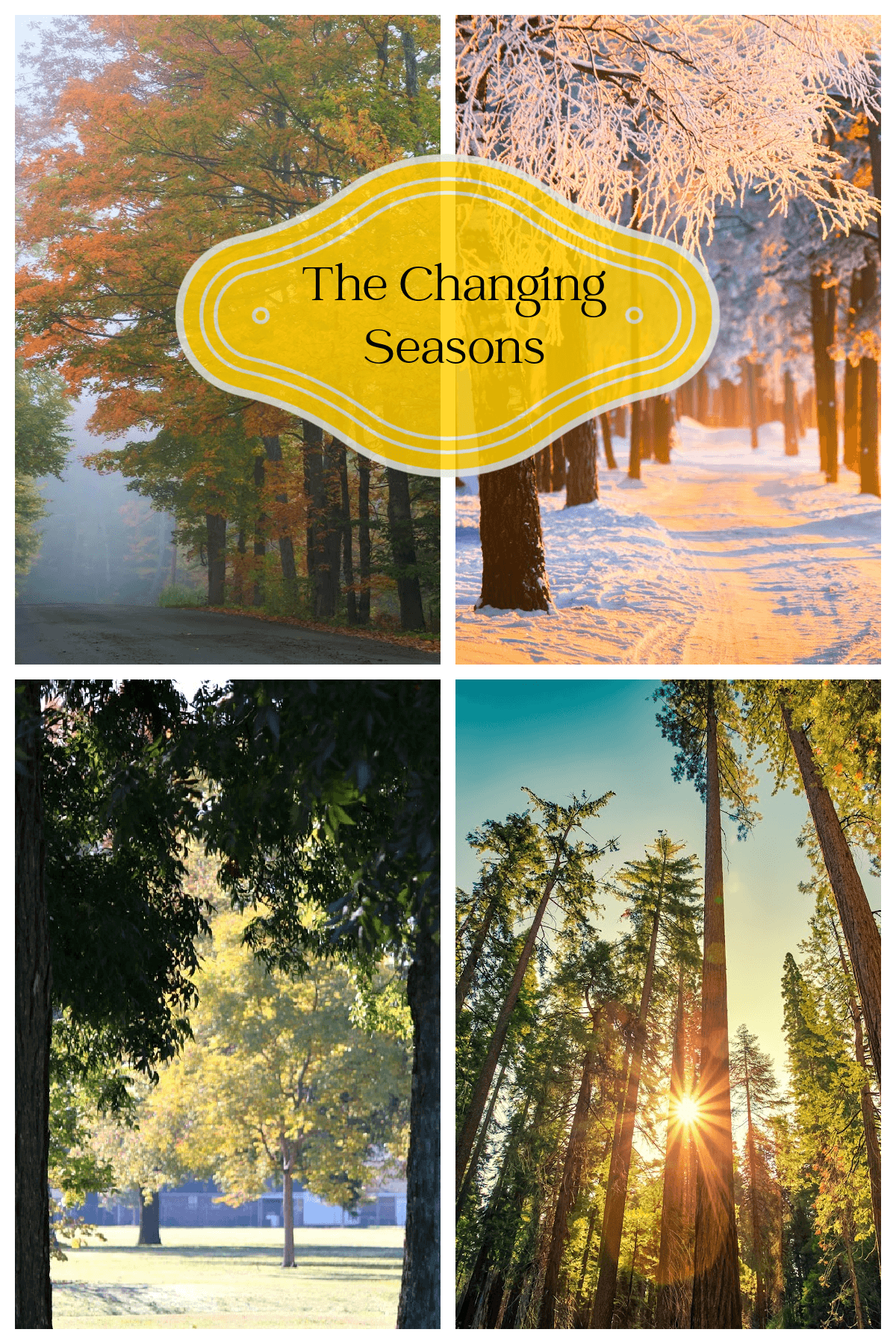 The changing seasons graphic with seasonal trees.