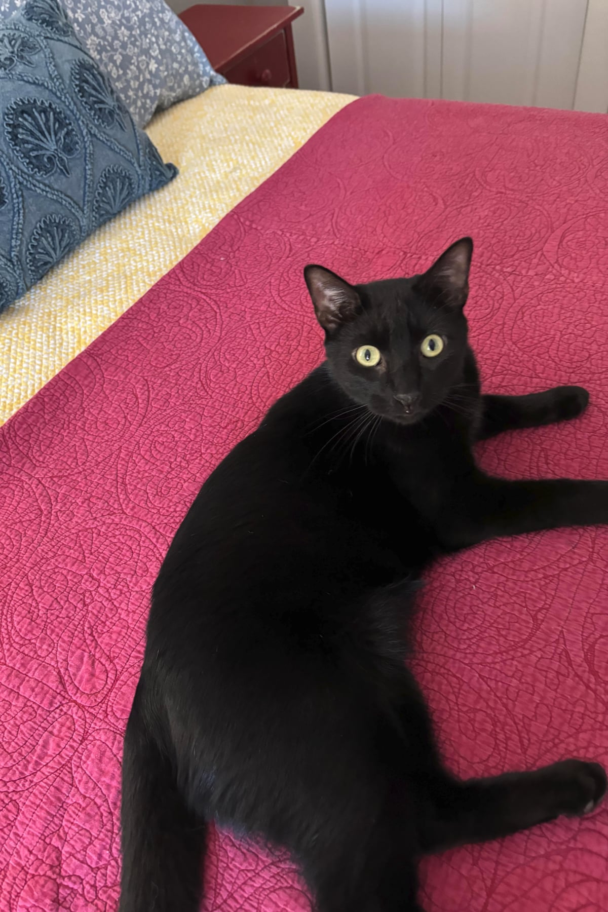 Simon on the guest bed with the red quilt.