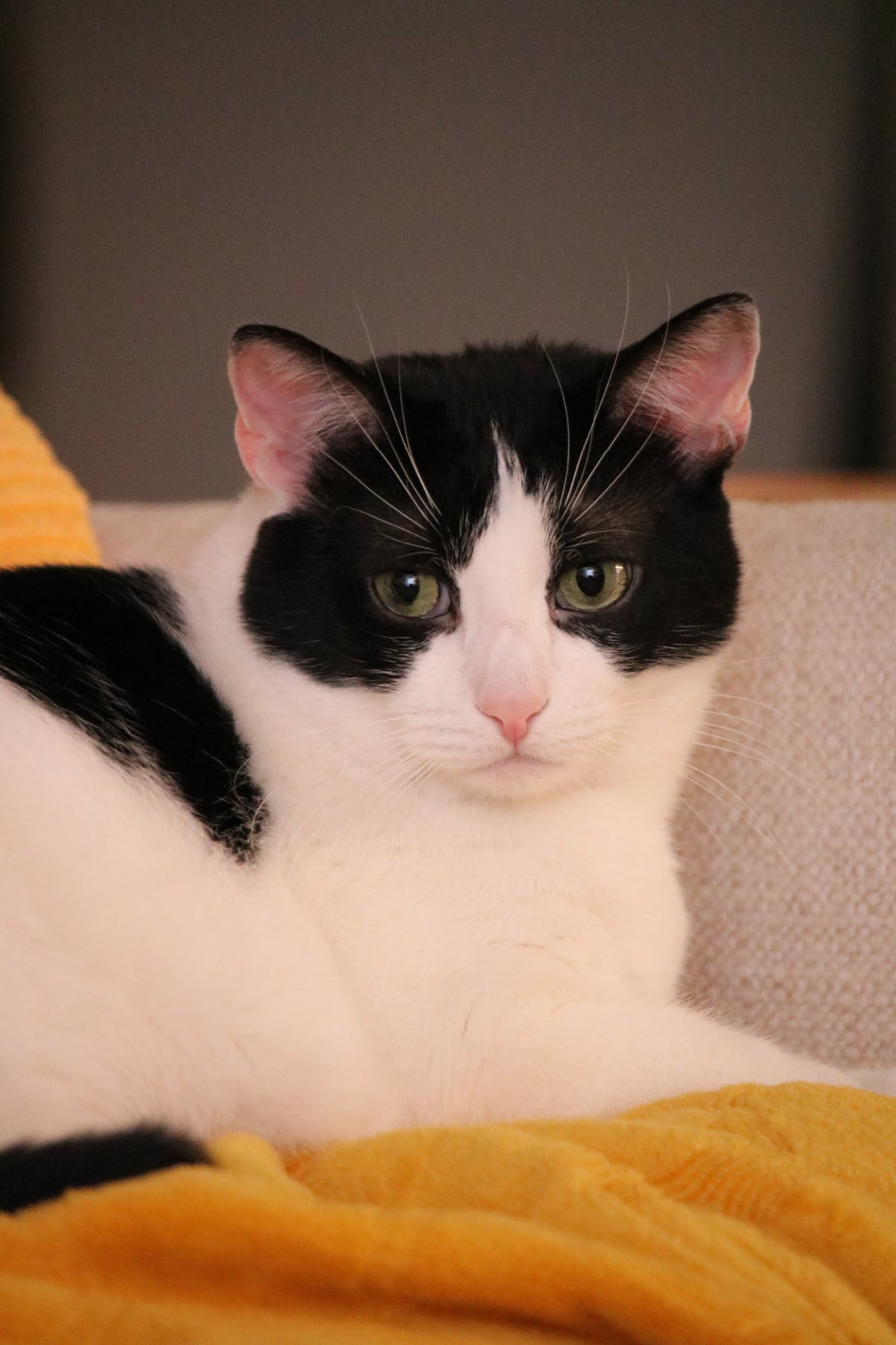 Ivy on the couch.