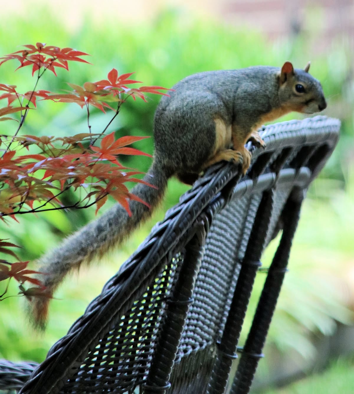 A squirrel perch on a brown wicker settee.