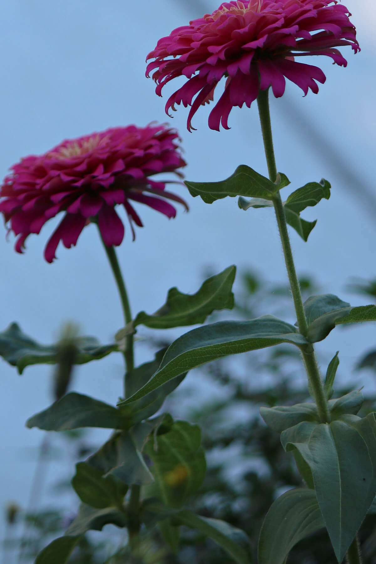 Finding beauty in the everyday means watching these pink zinnias grow tall.